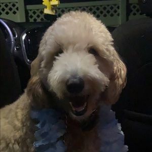 Meet your Posher, Ang